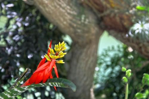 a red and yellow flower on a tree at Pousada Aguas Claras in Búzios