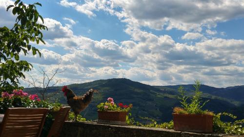 two chickens are standing on a ledge with flowers at Agriturismo La Fontaccia in Rufina