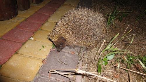 a hedgehog walking on the ground in a garden at Villa Sosnovy Bor in Zatoka