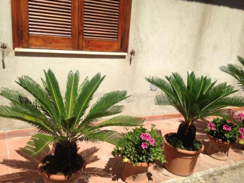 a group of plants in pots next to a wall at Flowers apartment in Tropea