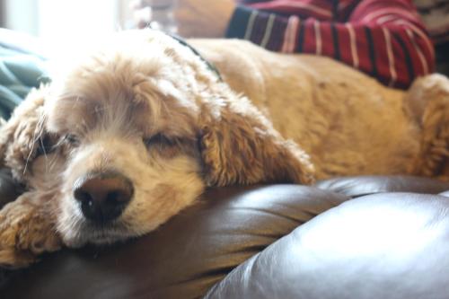 un perro marrón tirado en un sofá de cuero en Sunshine House Bed and Breakfast, en Seward