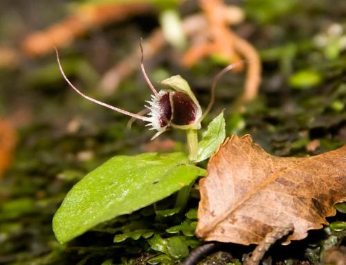 a small insect is sitting on a leaf at Kowhai Lane Lodge in Half-moon Bay