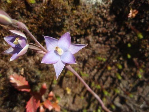 a purple flower is growing on a plant at Kowhai Lane Lodge in Half-moon Bay