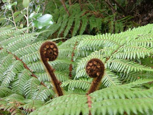 a green plant with two rusted nuts on it at Kowhai Lane Lodge in Half-moon Bay
