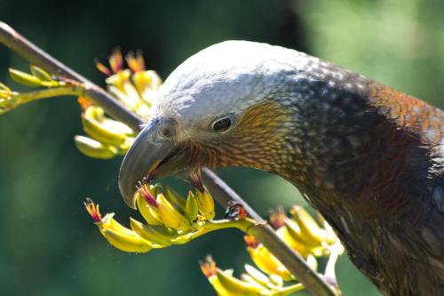 a bird is eating food from a tree branch at Kowhai Lane Lodge in Half-moon Bay