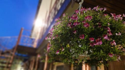 a hanging basket of pink flowers in a building at Villa Sosnovy Bor in Zatoka