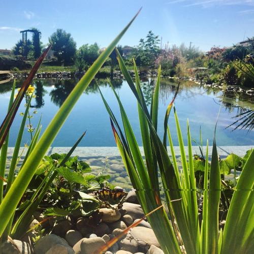 a pond with a butterfly sitting on the rocks at Les Condamines in Antoingt