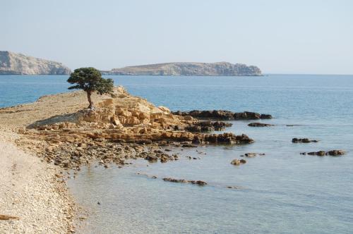 a tree on a small island in the water at Calypso Hotel in Lipsoi