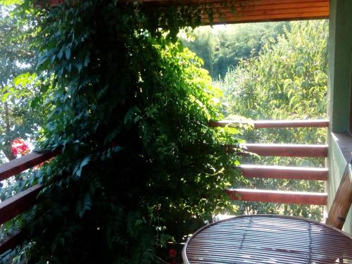 a plant growing on the side of a porch at Casa Rares in Orşova