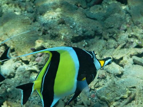 a fish is swimming in the water at Blue Star Bungalows & Cafe in Amed