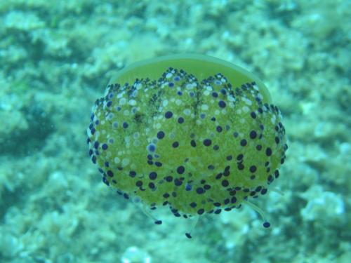 a green fish with black dots on its body at Hotel Priscapac Resort & Apartments in Prizba