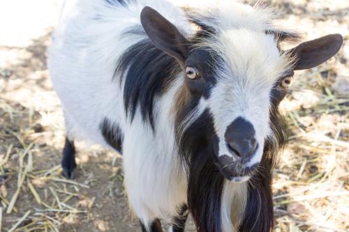 a black and white goat standing in the grass at Agriturismo Fasano in Cassano delle Murge