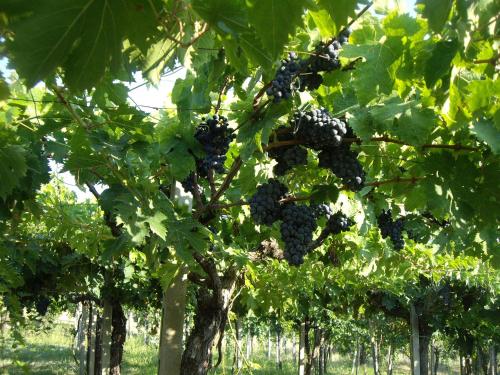 a bunch of black grapes hanging from a tree at Agriturismo Il Borgo Degli Ulivi in Roseto degli Abruzzi