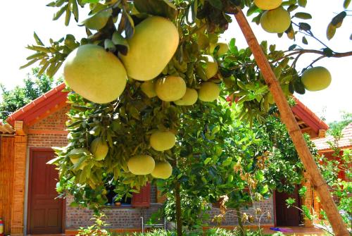 a bunch of green fruit hanging from a tree at Tam Coc Westlake Homestay in Ninh Binh