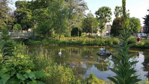 里永的住宿－都廣場酒店，公园里一个有天鹅和鸭子的池塘