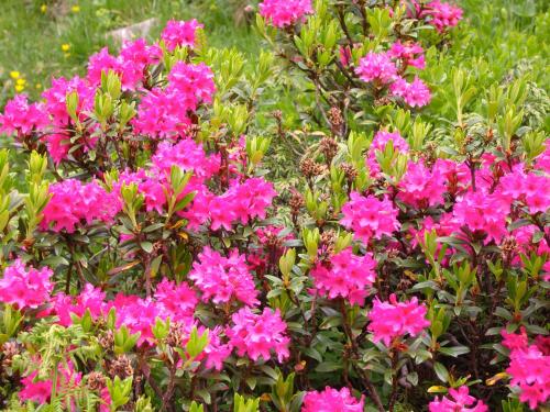 a bunch of pink flowers in a garden at Apart Annelies in Kauns