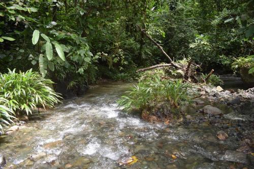a stream in the middle of a jungle at Hotel Nuquimar in Nuquí