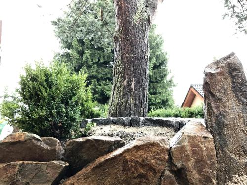 a tree behind a stone wall with a tree at Apartmány Pinie Lipno in Lipno nad Vltavou