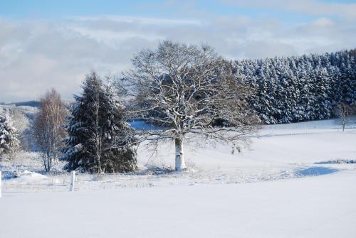 a tree in a field covered in snow at Le Relais du Moulin in Gedinne