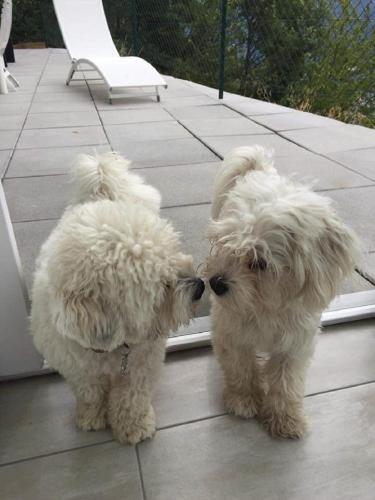 two white dogs looking at their reflection in a mirror at Appartement d'hôtes An Kaz La in Crans-Montana