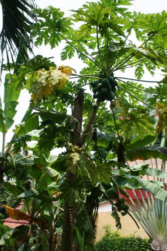 a tree with a bunch of fruit on it at Hotel Aurore Lomé in Lomé