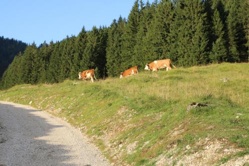 a group of cows grazing on a hill next to a road at Landhaus am Waldrand in Ramsau