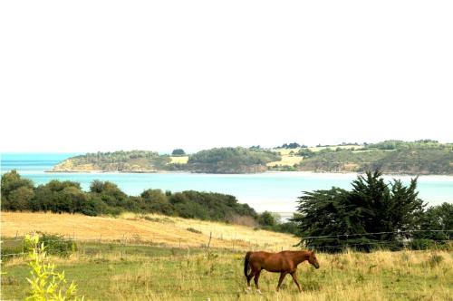 a horse walking in a field with the ocean in the background at le Ti'Nid - Gîte de charme - Vue Mer in Langueux