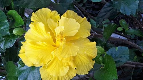a yellow flower on a bush with green leaves at Seaport Village in Russell