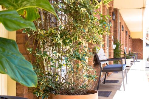 Jardín al aire libre en Shearing Shed Motor Inn