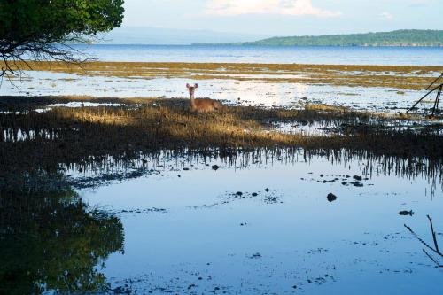 a giraffe standing in a field next to a body of water at Plataran Menjangan Resort and Spa - CHSE Certified in Banyuwedang