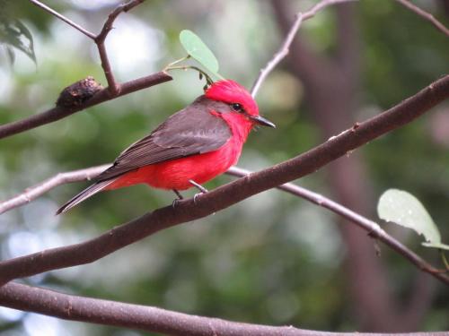 a red bird perched on a tree branch at Tarragona Hostal in Santa Rosa de Cabal