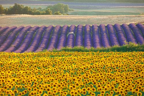 a field of purple and yellow sunflowers in a field at Les Jardins de Baracane in Avignon