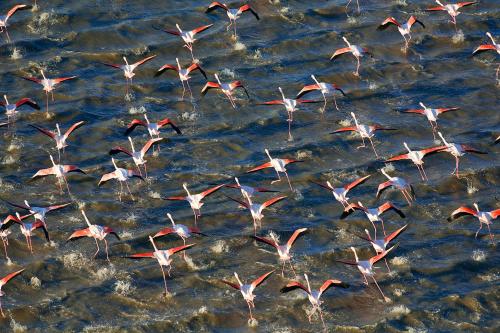 a flock of pink flamingos flying over the water at Les Jardins de Baracane in Avignon