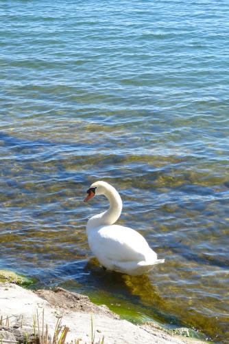 a white swan is standing in the water at Hotel Garni Villa Rosengarten in Überlingen