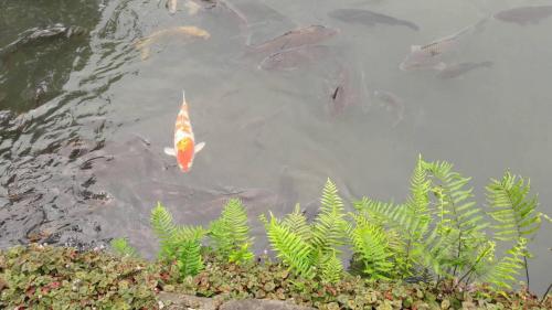 ゲストハウスの敷地内または近くにいる動物