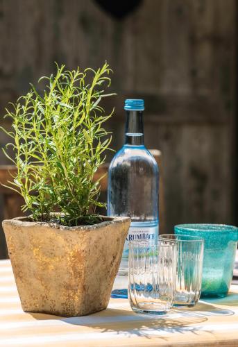 a bottle of water and a potted plant on a table at Gasthof zum Hirsch in Neukirch