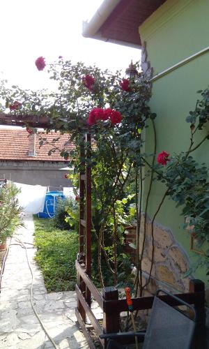 a garden with roses growing on a pergola at Casa Cosmin in Dobra