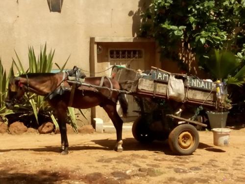 a horse pulling a cart in front of a building at Guesthouse Dalal ak Jàmm in Mbour