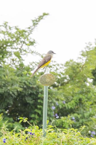 a bird perched on top of a bird feeder at Apartments-Villas Playa Potrero 1 in Potrero