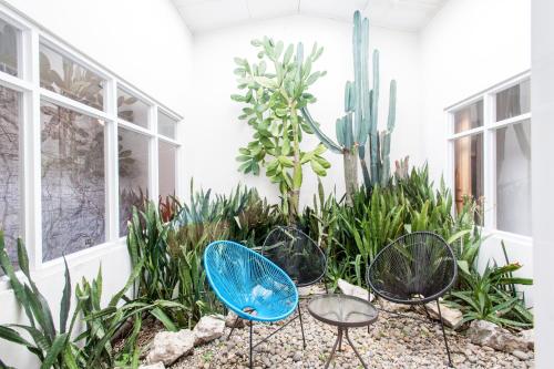 a group of chairs and tables in a garden at Capital Hostel de Ciudad in San José