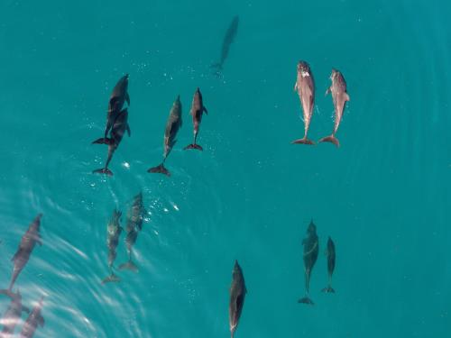 a group of dolphins swimming in the water at Rock and Sea Resort in Watamu