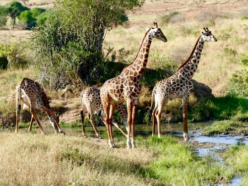 a group of giraffes standing next to a river at Rock and Sea Resort in Watamu