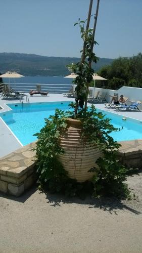 a plant in a pot next to a swimming pool at Scorpios Hotel & Suites in Samos