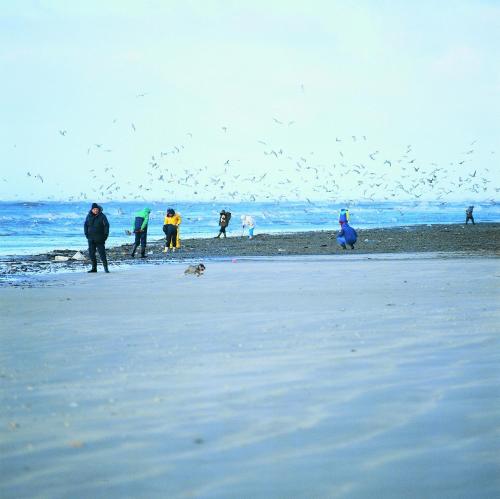a group of people standing on a beach with birds at Vejers Family Camping & Cottages in Vejers Strand