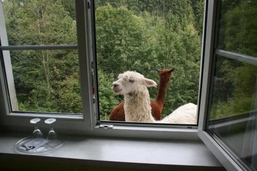 two sheep are looking out of a window at Kräuterbaude in Saupsdorf