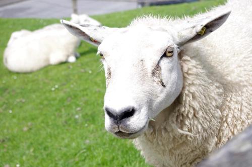 a white sheep is standing in the grass at Wiesenblick in Pellworm