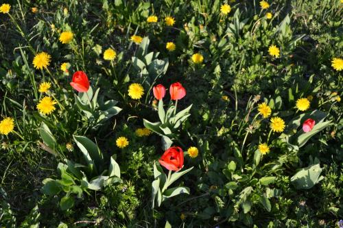 a group of red and yellow flowers in a field at Ka' Tari in Ponte nellʼAlpi