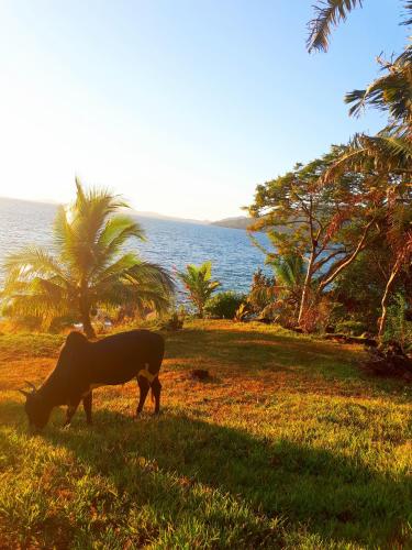a cow grazing in the grass near the ocean at Les Jardins d'Ankify in Ankify