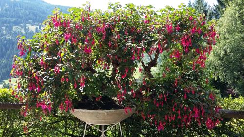 a large tree with pink flowers in a pot at Gästehaus Kristall in Kleinarl