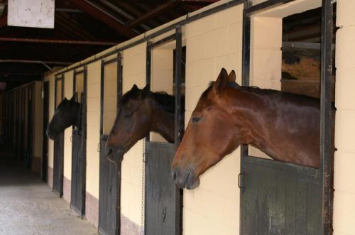 two horses are looking out of their stalls at Ka' Tari in Ponte nellʼAlpi